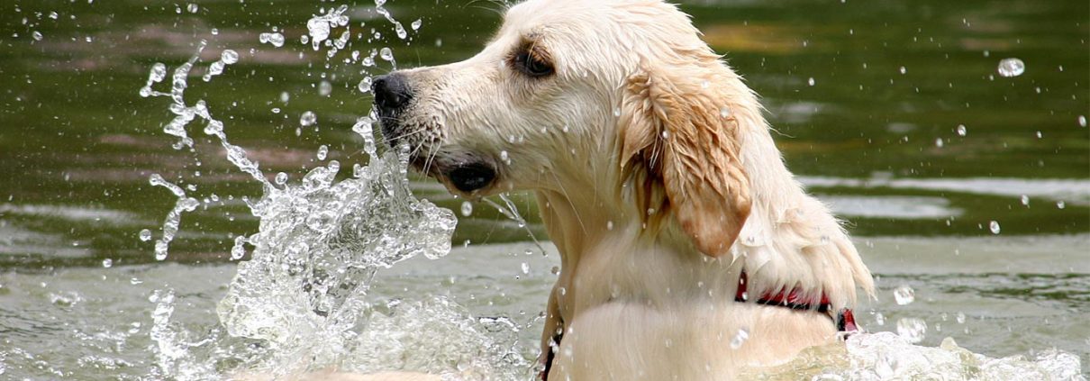 labrador-swimming-in-lake durable pet id tag metals