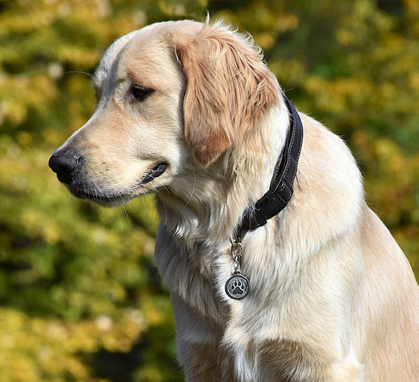 Silver Paw Dog Tags