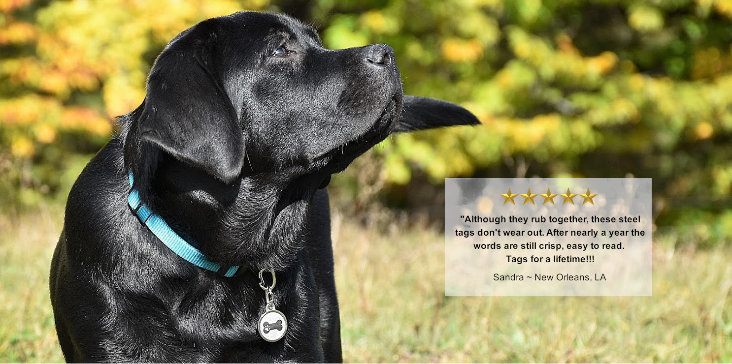 Best dog tags 2019 online