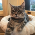 Cat ID Tag Snowflake